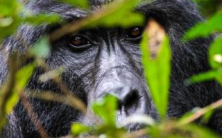 Promotional Offers on Uganda Safari Activities