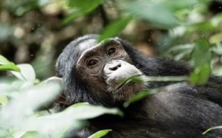 10 Days Uganda Adventurous safari