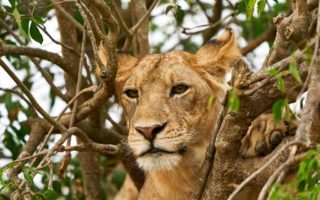 10 Days Uganda Safari tour