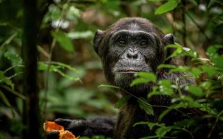 14 Days Uganda Primates, Wildlife & White water rafting