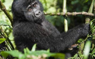 15 Days Kenya Uganda Rwanda & Tanzania Safari