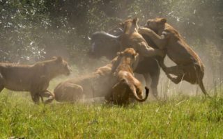 4 Days Mikumi and Saadani Park Safari