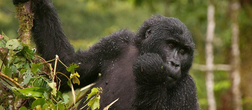 5 Days Uganda Gorilla habituation & Wildlife safari
