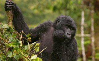 5 Days Uganda Gorilla habituation & Wildlife safari