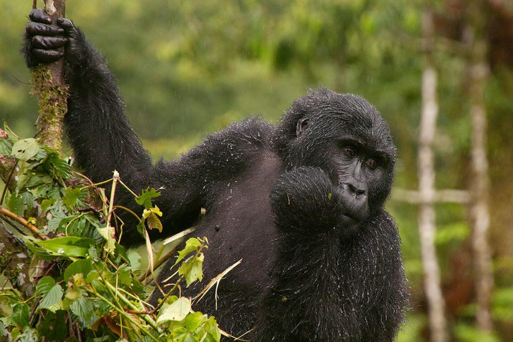 Is gorilla trekking worth it?