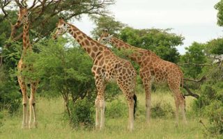 6 Days Kidepo, Aruu Falls & Murchison Wildlife Safari