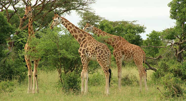 6 Days Kidepo, Aruu Falls & Murchison Wildlife Safari