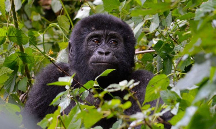 7 Days Uganda Rwanda Primates safari  