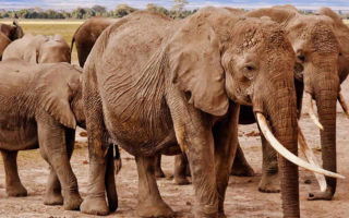 8 Days Kenya Wildlife Safari