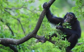 Activities in Kibale National Park 2021