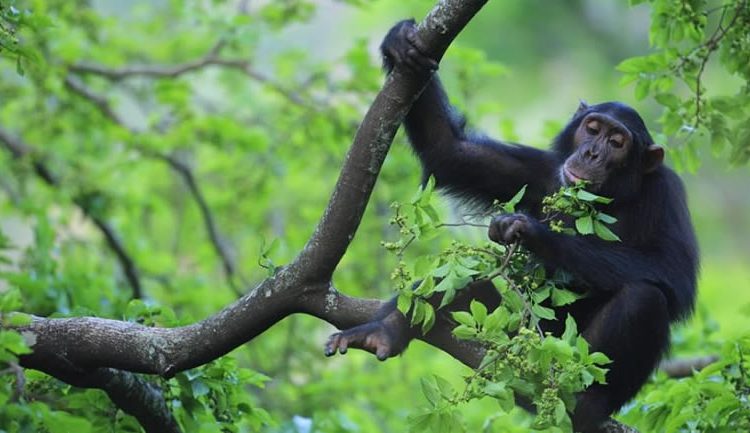 How Long Is Chimpanzee Trekking In Uganda?
