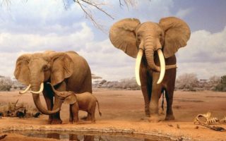2 Days Tsavo East National Park Safari