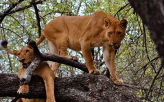 4 Days Uganda Golden Monkey Habituation Safari