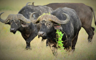 4 Days Tanzania Wildlife safari from Nairobi