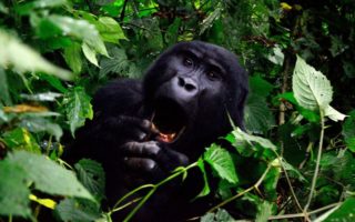 8 Reasons Uganda should be on your Bucket List