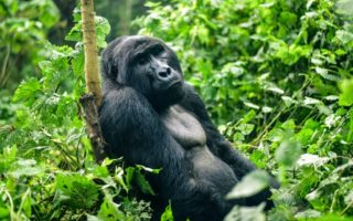 Gorilla Trekking in Africa