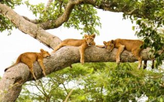 Big Five Safaris in Uganda