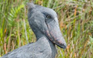 Top Shoebill filming Locations in Uganda 