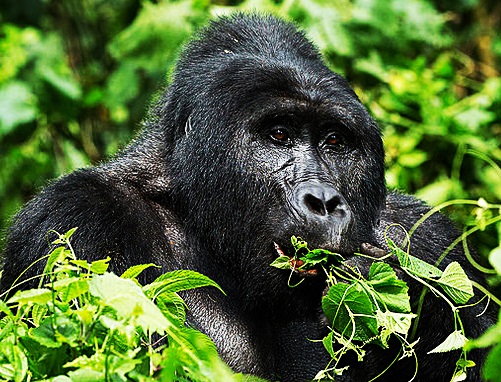 Best Time to go Gorilla Trekking in Uganda