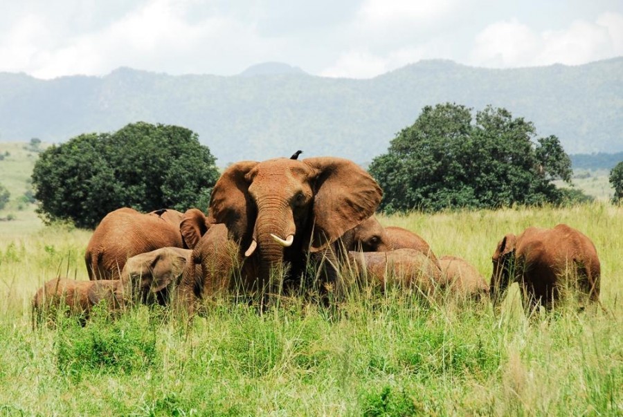 Best Time to Visit Kidepo Valley National Park