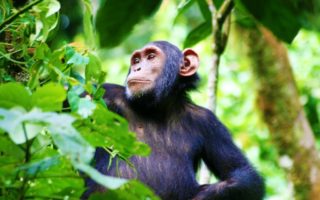 Chimpanzee Habituation Experience
