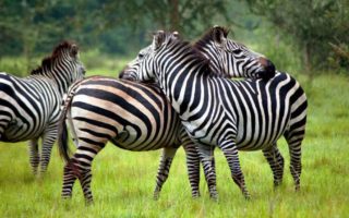 Attractions in Lake Mburo national park