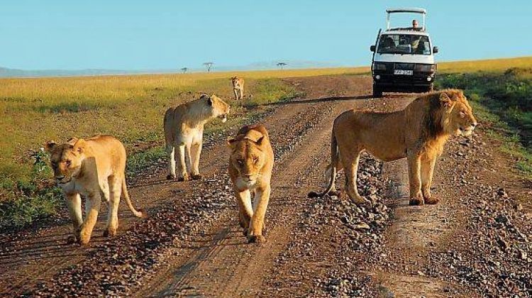 Family Game Drives in Queen Elizabeth National park