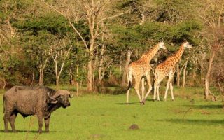 15 Days Uganda Safari