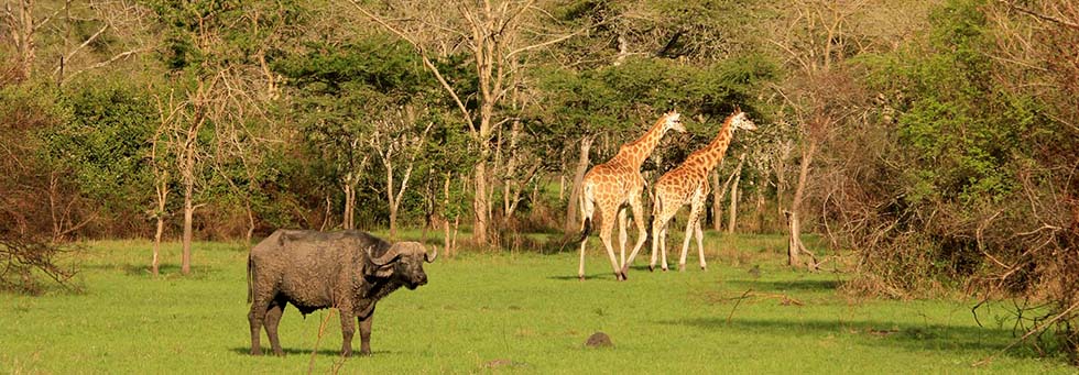 15 Days Uganda Safari