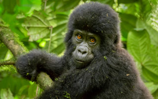 9 Days Uganda Safari