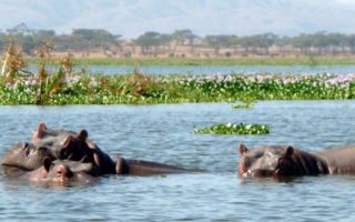 4 Days Maasai Mara and Lake Naivasha Safari