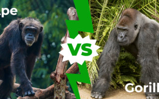 Differences between Gorilla and Chimpanzee