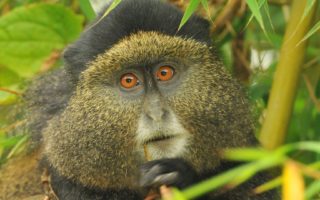 What to Expect on Safari in Uganda? 