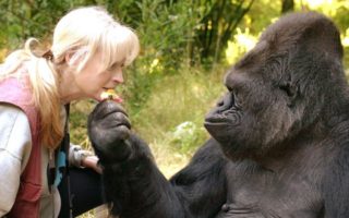 Main Difference Between a Gorilla & Human Being
