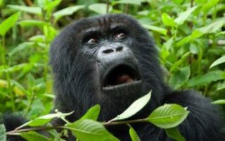 Congo Gorilla Permits