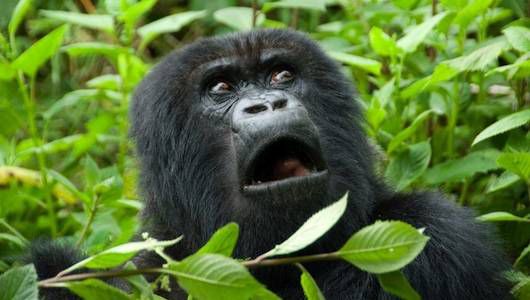 Is gorilla trekking worth it?