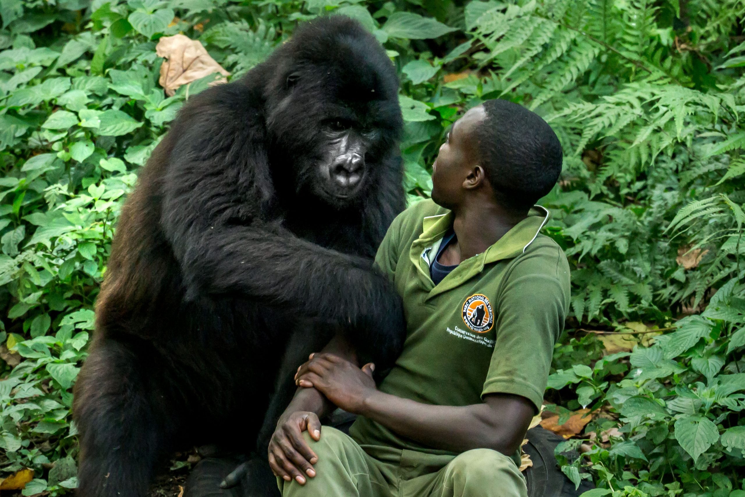 Main Difference Between a Gorilla & Human Being