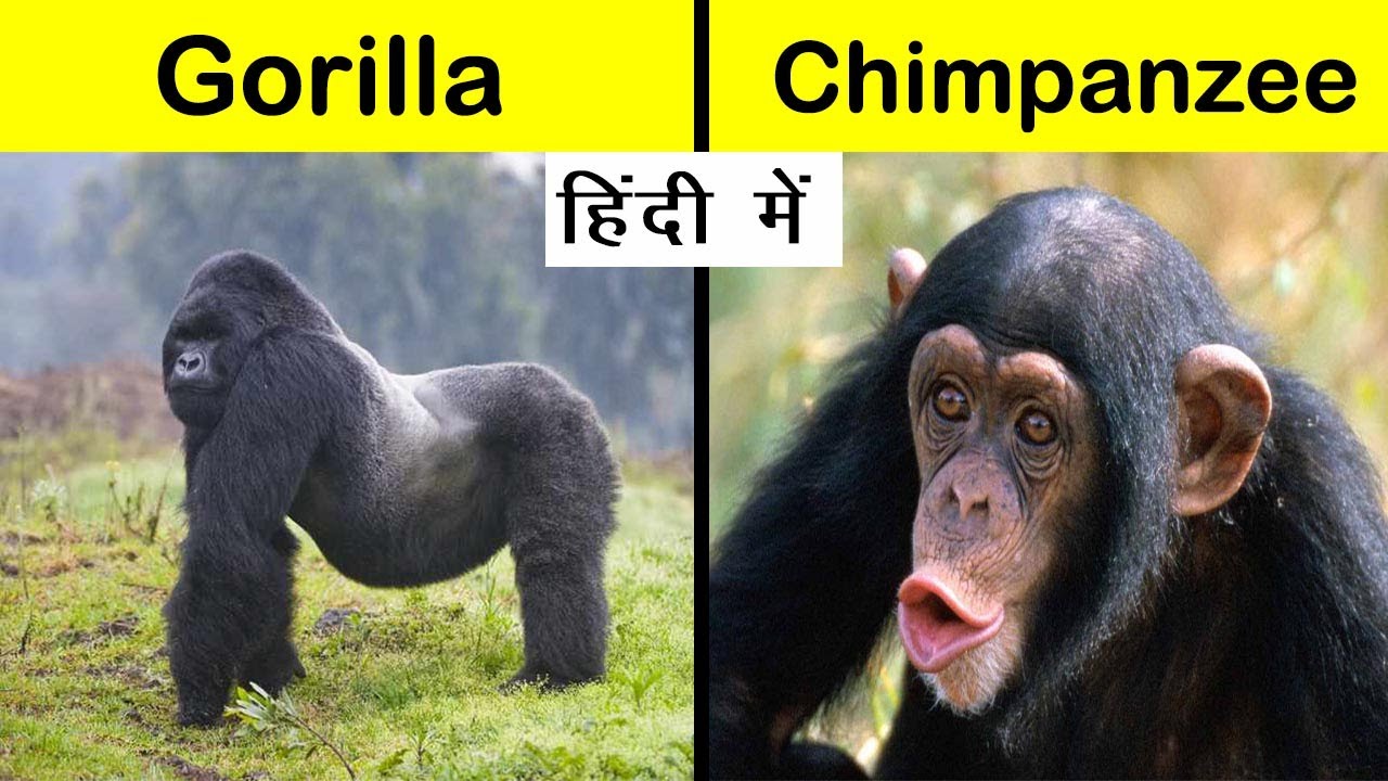 Differences between Gorilla and Chimpanzee