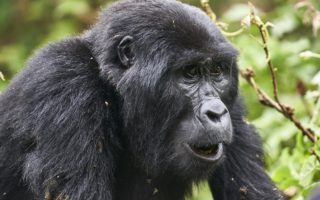 The mountain Gorilla trekking experience