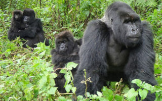 More to know about Gorilla Trekking