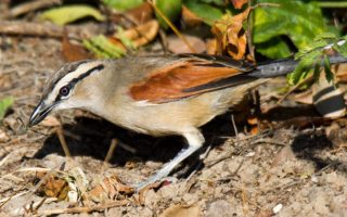 Brown-crowned Tchagra