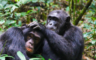 8 Days Uganda Gorilla and Wildlife Holiday Safari