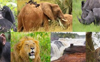 7 Days Budget Primates and wildlife tour