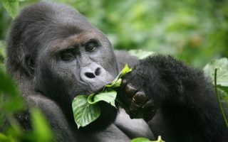 What do Gorilla Eat & Other Facts