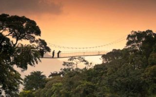 Canopy walk in Rwanda