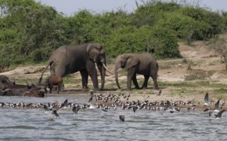 2 Days Uganda Lion Tracking Tour