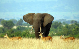 Queen Elizabeth National Park Safaris