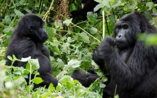8 Days Uganda Gorilla and Wildlife Holiday Safari
