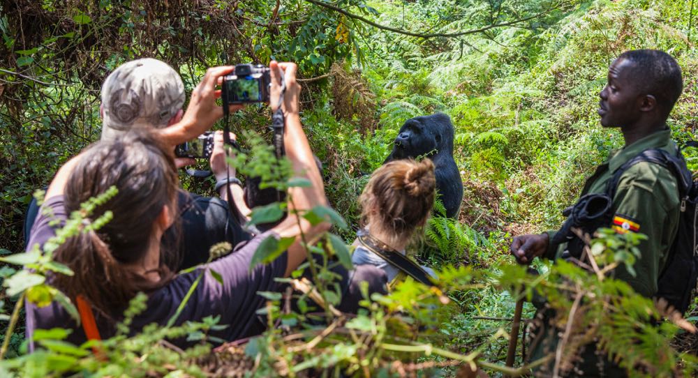 Gorilla Habituation verses Gorilla trekking in Uganda
