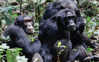 5 Days Uganda Kibale & Semuliki National Park Safari